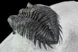 Bargain, Coltraneia Trilobite Fossil - Huge Faceted Eyes #108429-3